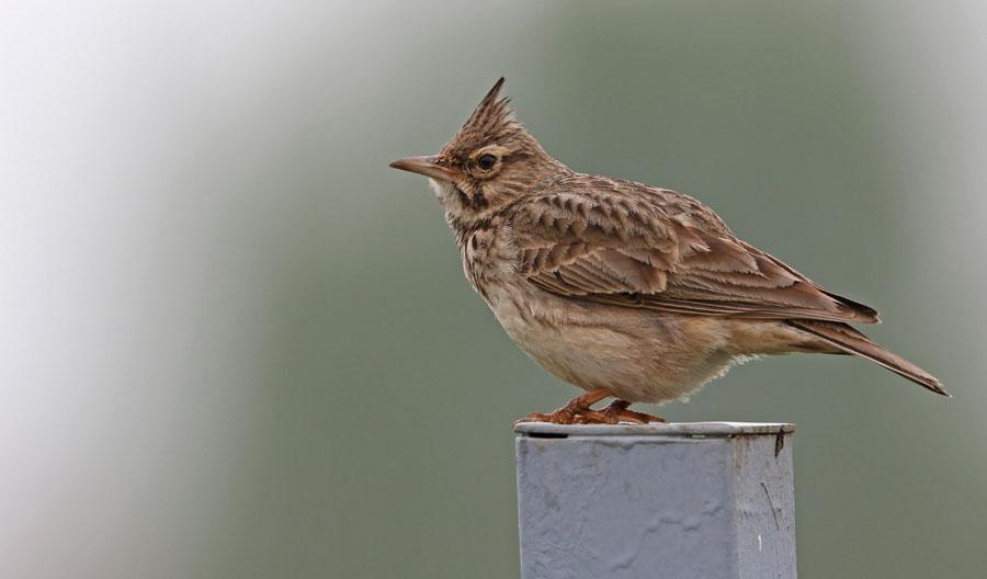 127 Svartmes Periparus ater ater Sedd och hörd i Karpaterna. 128 Balkanmes Poecile lugubris lugubris 1 ex sågs i Celic Dere 8.5. 129 Entita Poecile palustris Fåtalig.