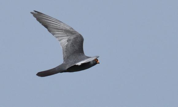 Under dagen passerade vi genom en mängd sjöar och kanaler och det blev det många fina observationer, med höjdpunkter som vit och krushuvad pelikan, natt- och rallhäger, vitögd dykand, skedstork,