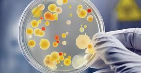 Primärdiagnostik med odlingar ersätts mer och mer med PCR-diagnostik och diagnostiken kommer på sikt att inkludera alla specialiteter och kommer i framtiden att kunna gå på