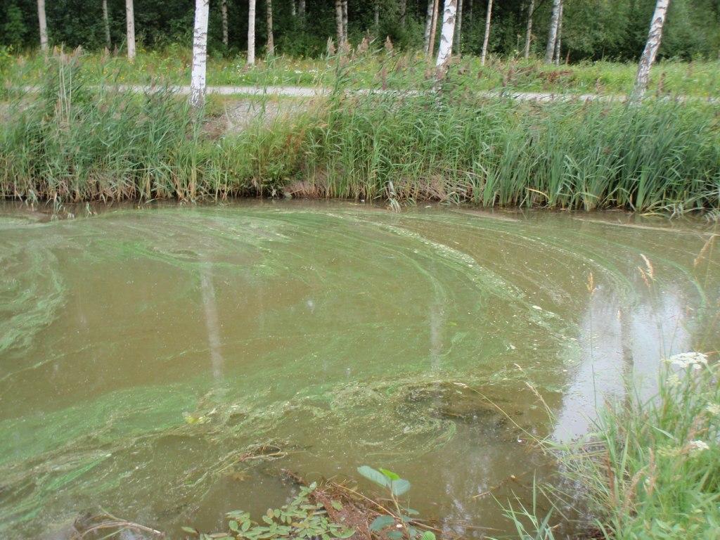 10(17) 6.4.1 Förekomst av cyanobakterier förekomst av cyanobakterier och makroalger och/eller fytoplankton.