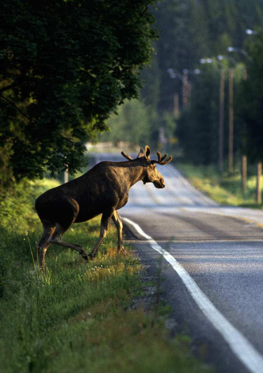säkrare vägar med