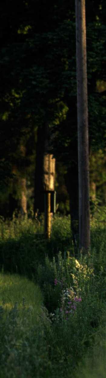 Men, bilden visar också hur snabbt en älg eller annat vilt djur kan dyka upp ur skuggorna bredvid vägen!