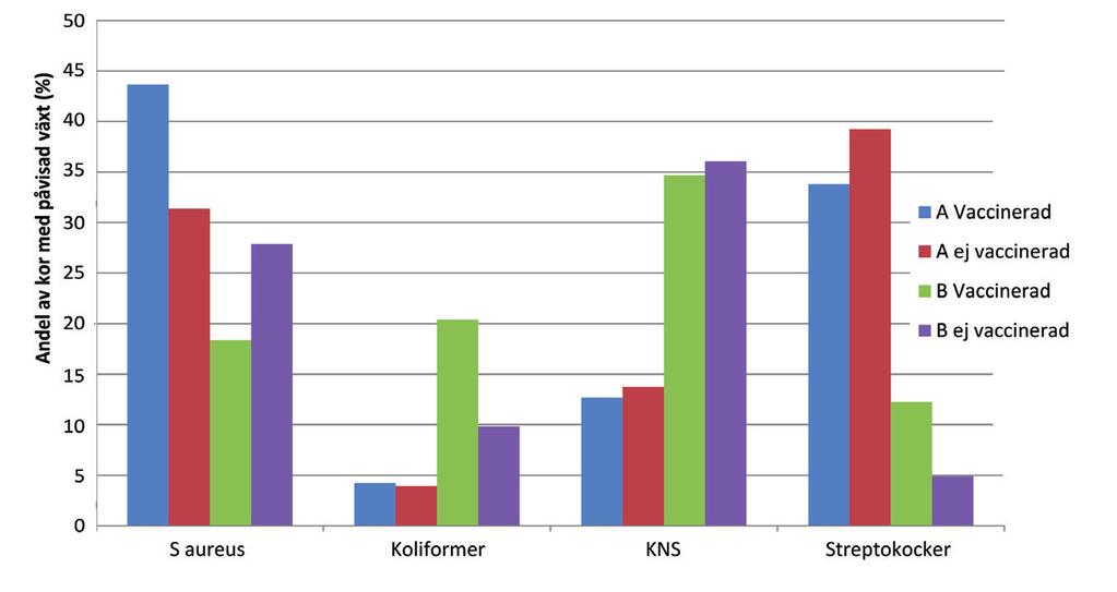 43 680 kr. Till detta kommer tre vaccindoser per ko och år vilket i den största och billigaste flerdosförpackningen (25 doser) skulle motsvara 3 x 59 kr = 177 kr.