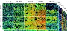 selektionsmetoder RESIFUS: Fusarium