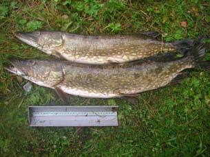 fisksamhällenas