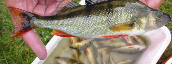 Bedömning I samband med vittjanden av näten genomfördes en okulär granskning av fisken (bild 9).
