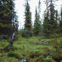 2864 Sör-Döttern Kommun Arvidsjaur Totalareal 1 335 ha Naturgeografisk region 33h Areal land 1 333 ha Objektskategori U1 Areal vatten 2 ha Markägare Sveaskog Areal produktiv skogsmark 892 ha Ovanför