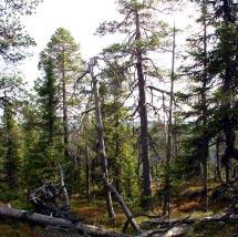 3030 Uttertjärnberget Kommun Älvsbyn Totalareal 161 ha Naturgeografisk region 32c Areal land 161 ha Objektskategori U1 Areal vatten 0 ha Markägare Sveaskog Areal produktiv skogsmark 127 ha Ovanför