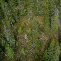 3906 Djupvikbäcken Kommun Arjeplog Totalareal 136 ha Naturgeografisk region 33h Areal land 136 ha Objektskategori U2 Areal vatten 0 ha Markägare Fastighetsverket Areal produktiv skogsmark 107 ha