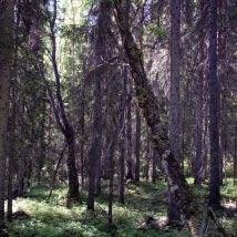 3848 Stor-Alberget Kommun Boden Totalareal 91 ha Naturgeografisk region 30b Areal land 91 ha Objektskategori U1 Areal vatten 0 ha Markägare Sveaskog Areal produktiv skogsmark 83 ha Ovanför fjällnära