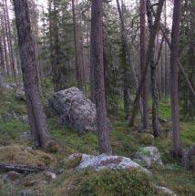 3024 Skirvo Kommun Arvidsjaur Totalareal 330 ha Naturgeografisk region 32c Areal land 326 ha Objektskategori U1 Areal vatten 4 ha Markägare Sveaskog Areal produktiv skogsmark 293 ha Ovanför fjällnära