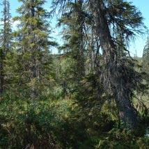 2868 Klemmaråttje Kommun Arvidsjaur Totalareal 397 ha Naturgeografisk region 33h Areal land 397 ha Objektskategori Su Areal vatten 0 ha Markägare Sveaskog Areal produktiv skogsmark 178 ha Ovanför