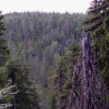 3000 Storberget, Åträskfluren Kommun Älvsbyn Totalareal 88 ha Naturgeografisk region 30b, 32c Areal land 88 ha Objektskategori U1 Areal vatten 0 ha Markägare Sveaskog Areal produktiv skogsmark 85 ha