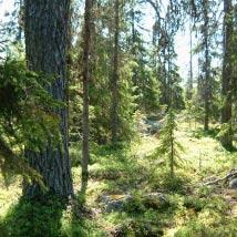2854 Blåsberget Kommun Arjeplog Totalareal 608 ha Naturgeografisk region 33h Areal land 594 ha Objektskategori U2 Areal vatten 14 ha Markägare Sveaskog Areal produktiv skogsmark 547 ha Ovanför