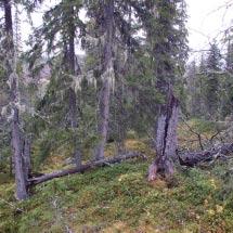 3021 Regnberget Kommun Älvsbyn Totalareal 67 ha Naturgeografisk region 32c Areal land 67 ha Objektskategori U1 Areal vatten 0 ha Markägare Sveaskog Areal produktiv skogsmark 66 ha Ovanför fjällnära