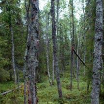 2852 Storberget Kommun Arjeplog Totalareal 340 ha Naturgeografisk region 33h Areal land 340 ha Objektskategori U1 Areal vatten 0 ha Markägare Sveaskog Areal produktiv skogsmark 246 ha Ovanför