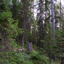 2924 Enstakaberget Kommun Älvsbyn Totalareal 99 ha Naturgeografisk region 30b Areal land 99 ha Objektskategori U1 Areal vatten 0 ha Markägare Sveaskog Areal produktiv skogsmark 91 ha Ovanför