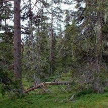 2869 Stårbatjvare Kommun Arjeplog Totalareal 2 582 ha Naturgeografisk region 33h Areal land 2 531 ha Objektskategori U1 Areal vatten 51 ha Markägare Sveaskog Areal produktiv skogsmark 1 716 ha
