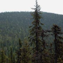 2855 Skarjak Kommun Arjeplog Totalareal 663 ha Naturgeografisk region 33h Areal land 663 ha Objektskategori U1 Areal vatten 0 ha Markägare Sveaskog Areal produktiv skogsmark 623 ha Ovanför fjällnära