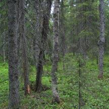 3736 Granberget Norra Kommun Boden Totalareal 69 ha Naturgeografisk region 30b Areal land 69 ha Objektskategori U1 Areal vatten 0 ha Markägare Sveaskog Areal produktiv skogsmark 68 ha Ovanför