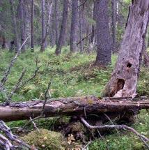 3025 Slyträsket Kommun Boden Totalareal 303 ha Naturgeografisk region 30b Areal land 301 ha Objektskategori SM Areal vatten 2 ha Markägare Sveaskog Areal produktiv skogsmark 163 ha Ovanför fjällnära