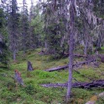 3007 Gardevare Kommun Arvidsjaur Totalareal 190 ha Naturgeografisk region 32c Areal land 190 ha Objektskategori U1 Areal vatten 0 ha Markägare Sveaskog Areal produktiv skogsmark 184 ha Ovanför