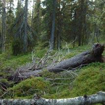 2876 Södra Nimtekberget Kommun Arjeplog, Arvidsjaur Totalareal 69 ha Naturgeografisk region 33h Areal land 69 ha Objektskategori U2 Areal vatten 0 ha Markägare Sveaskog Areal produktiv skogsmark 69