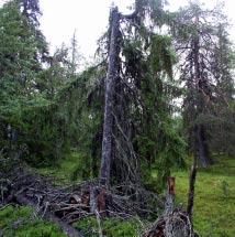 2943 Erik-Larsaberget Kommun Arvidsjaur Totalareal 419 ha Naturgeografisk region 32c Areal land 418 ha Objektskategori U1 Areal vatten 1 ha Markägare Sveaskog Areal produktiv skogsmark 388 ha Ovanför