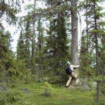 2870 Ranak Kommun Arjeplog Totalareal 448 ha Naturgeografisk region 33h Areal land 442 ha Objektskategori U1 Areal vatten 6 ha Markägare Sveaskog Areal produktiv skogsmark 421 ha Ovanför fjällnära