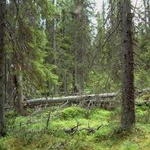 2872 Brädkåtan Kommun Arvidsjaur Totalareal 735 ha Naturgeografisk region 33h Areal land 734 ha Objektskategori U2 Areal vatten 0 ha Markägare Sveaskog Areal produktiv skogsmark 721 ha Ovanför