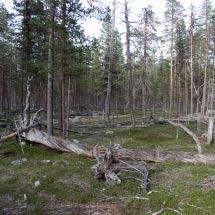 2948 Paula Kommun Arvidsjaur Totalareal 450 ha Naturgeografisk region 32c Areal land 448 ha Objektskategori U1 Areal vatten 2 ha Markägare Sveaskog Areal produktiv skogsmark 381 ha Ovanför fjällnära