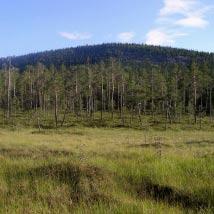 2928 Mattisberget Kommun Arvidsjaur Totalareal 280 ha Naturgeografisk region 32c Areal land 280 ha Objektskategori U1 Areal vatten 0 ha Markägare Sveaskog Areal produktiv skogsmark 225 ha Ovanför