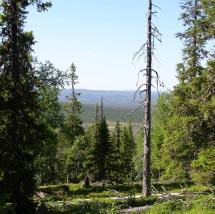 3009 Granberget-Granbergsmyran Kommun Arvidsjaur Totalareal 786 ha Naturgeografisk region 32c Areal land 777 ha Objektskategori U1 Areal vatten 9 ha Markägare Sveaskog Areal produktiv skogsmark 495