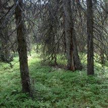 2871 Kåvåive Kommun Arjeplog Totalareal 1 659 ha Naturgeografisk region 33h Areal land 1 578 ha Objektskategori U2 Areal vatten 81 ha Markägare Sveaskog Areal produktiv skogsmark 1 268 ha Ovanför