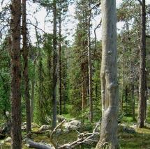 2877 Jäknatjavelk Kommun Arjeplog, Arvidsjaur Totalareal 1 264 ha Naturgeografisk region 33h Areal land 1 249 ha Objektskategori U1 Areal vatten 15 ha Markägare Sveaskog Areal produktiv skogsmark 1
