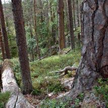 2874 Tjålmak Kommun Arjeplog Totalareal 278 ha Naturgeografisk region 33h Areal land 198 ha Objektskategori U1 Areal vatten 80 ha Markägare Sveaskog Areal produktiv skogsmark 167 ha Ovanför fjällnära