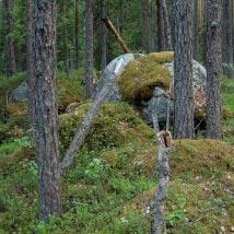 2498 Bjurbäcken Kommun Boden Totalareal 175 ha Naturgeografisk region 29b Areal land 175 ha Objektskategori Su Areal vatten 0 ha Markägare Sveaskog Areal produktiv skogsmark 139 ha Ovanför fjällnära