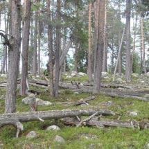 2949 Paulajåkkå Kommun Arvidsjaur Totalareal 1 016 ha Naturgeografisk region 32c Areal land 958 ha Objektskategori U1 Areal vatten 57 ha Markägare Sveaskog Areal produktiv skogsmark 585 ha Ovanför