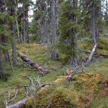 2851 Nåddok Kommun Arjeplog Totalareal 1 230 ha Naturgeografisk region 33h Areal land 1 162 ha Objektskategori U2 Areal vatten 68 ha Markägare Sveaskog Areal produktiv skogsmark 986 ha Ovanför