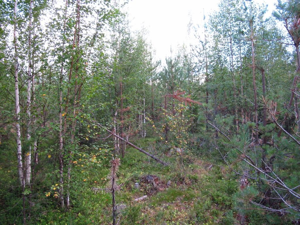 SKÖTSELPLAN Bilaga 6 5 (8) Foto 2 arronderingsmark med stort uppslag av löv. Foto: Frédéric Forsmark. Bevarandemål Naturvärdena ska öka och ungskogen ska utvecklas i riktning mot skiktad naturskog.