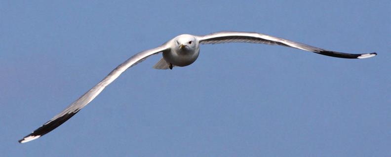 Fiskmåsens ökning avspeglas i ökade sträcksiffror vid Falsterbo. Foto: Bengt Bengtsson. lägsta på fle