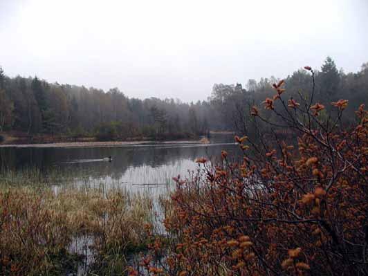 Svalare i Änggårdsbergen 2009 Änggårdsbergen är ett 220 hektar stort reservat med många fåglar, ibland mer än vad man kan tro.