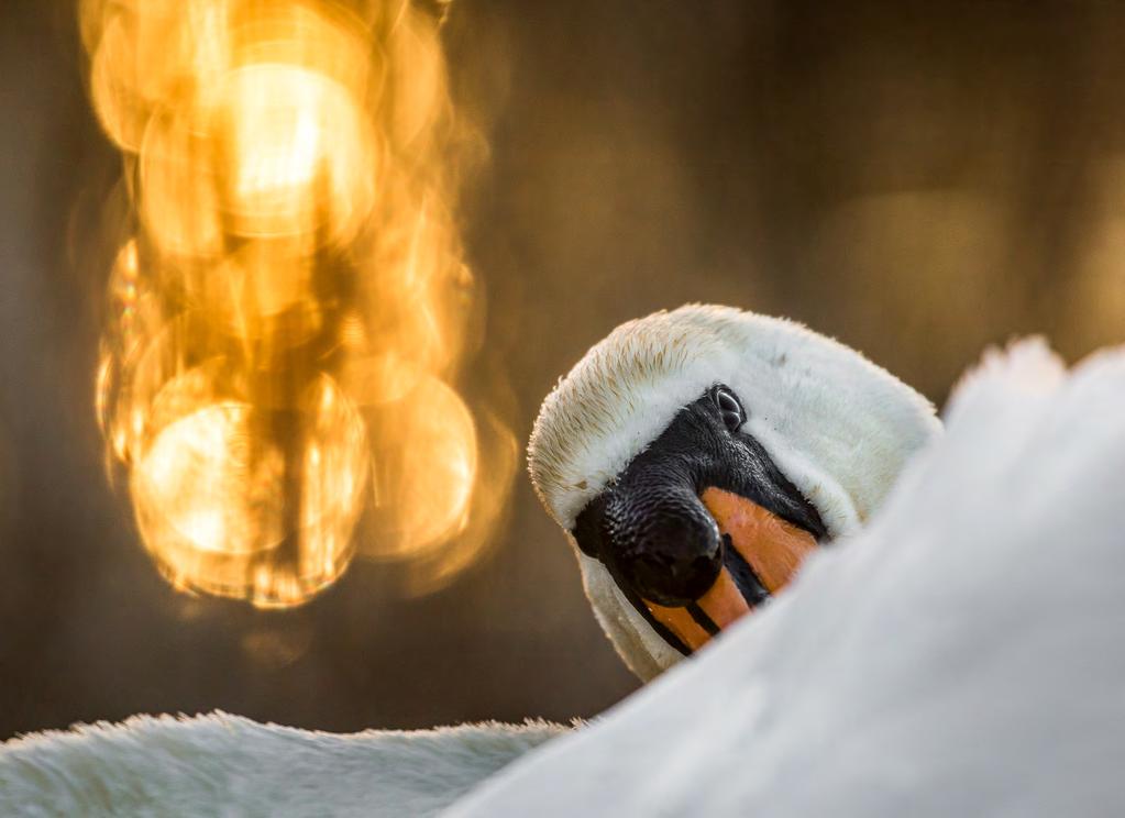 Svanworkshop vid Rosenkällasjön. Klicka här för att boka svanworkshop vid Rosenkällasjön 2019.