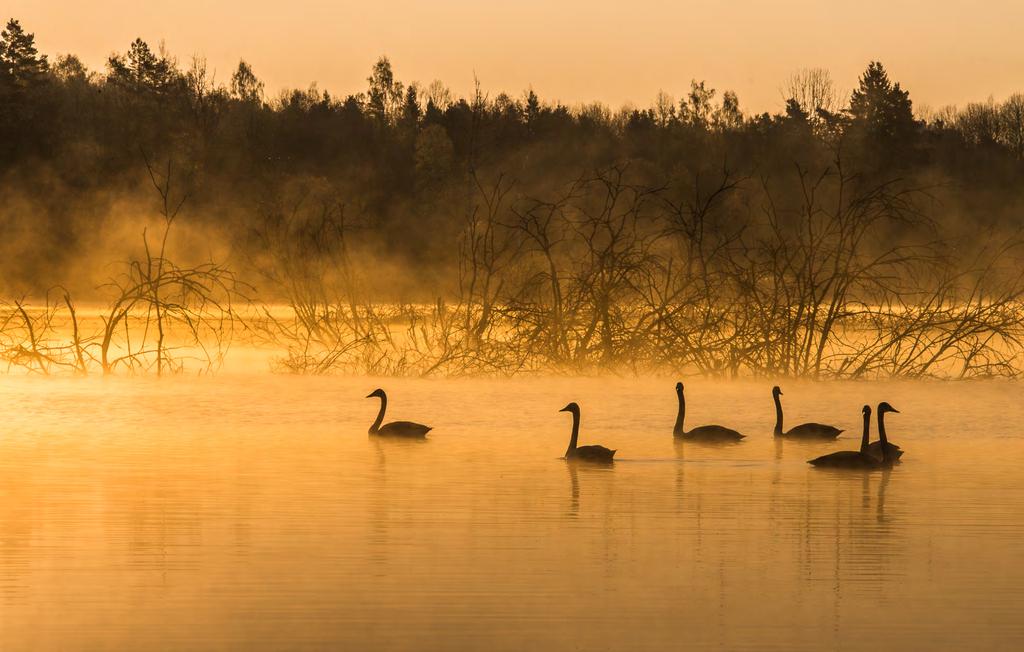 2.900 SEK 13-14 april 2019 6 PLATSER (Begränsat antal platser) Anmälningsavgift: 580 kronor (20%) Inkluderat i priset : Fotoworkshop, teori och handledning av naturfotograf Niklas Virsen.