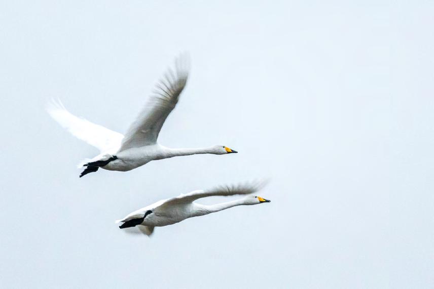 och soluppgång eller trumpetar in kvällen på ett fält. Att fotografera svanar handlar inte bara om att porträttera svanen utan miljön runt omkring är precis lika viktig.