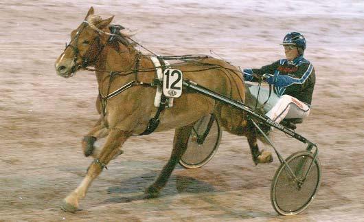 000 Lix Mollyn e. Skaffer Brunen 0 77.000 Bodbäcksmunter e. Skaffer Brunen 1 74.250 Guli Pirat e. Elding 1 71.500 Lillsves Berthold e. Skaffer Brunen 2 71.100 Åkres Bus e. Järvsöfaks 2 64.500 Edner e.