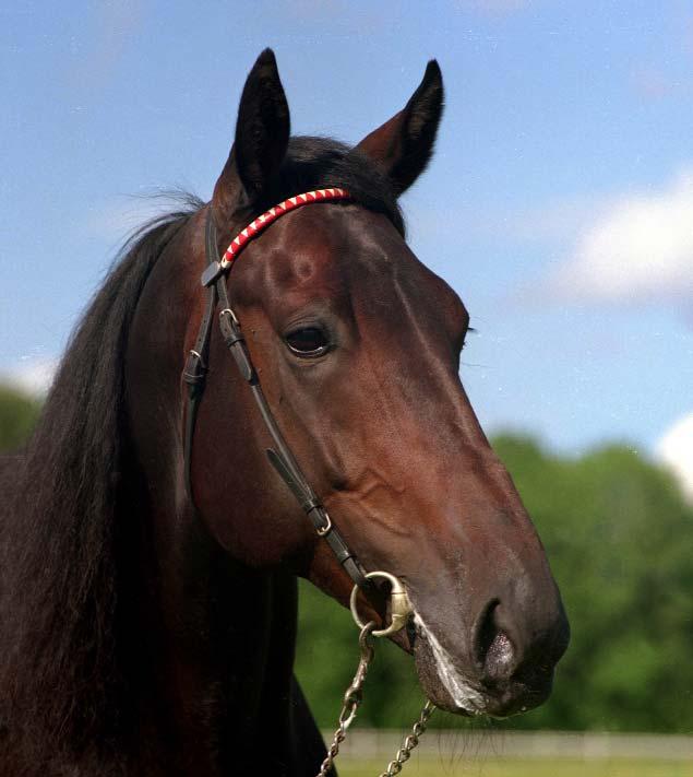 Avelshingstar Super Arnie - 2007 års champion.