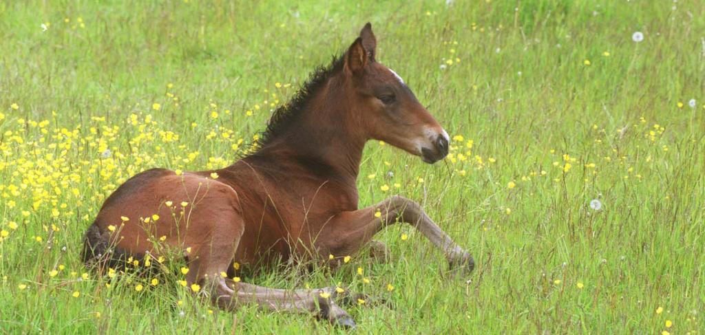 Betäckningsstatistik Namn Antal betäckta ston Gigant Neo 126 Glen Kronos 0 Global Glide 36 Gobernador* 4 Goetmals Wood* 28 Going Kronos 0 Good As Gold 45 His Majesty 3 Hitec Lou 8 Home Alone 47