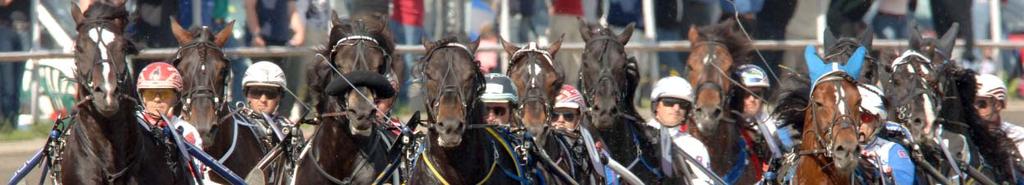 Startande hästar & utdelade prispengar Kallblod i tävlingssammanhang. Sammanställning över startande kallblodiga hästar och utdelade prispengar 2007 Ant. reg.