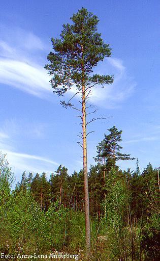 Aptering av Tall Aptering av rotstock Granska trädet före fällning och bedöm var torrkvistarna som är 15-20 cm långa sitter. Under de torra kvistarna finns kvistansvällningarna.